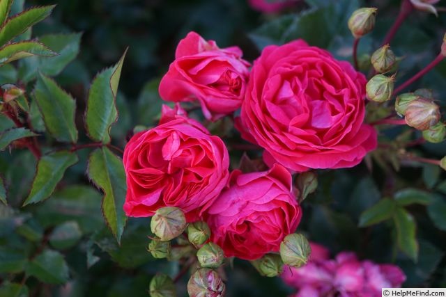 'Rosenwunder von Schloss Hexenagger' rose photo