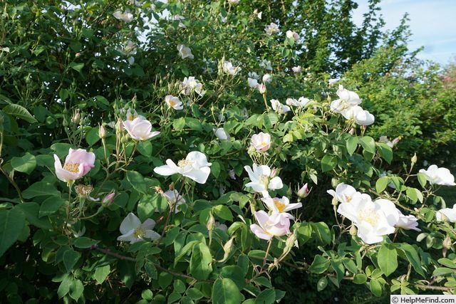 'R. dupontii' rose photo