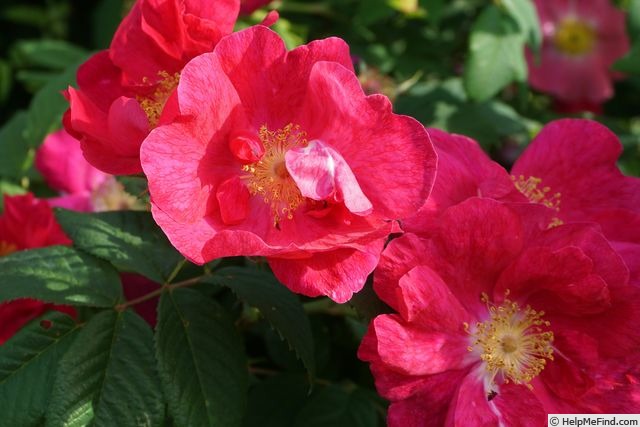 '<i>Rosa francofurtana</i> Borkh.' rose photo