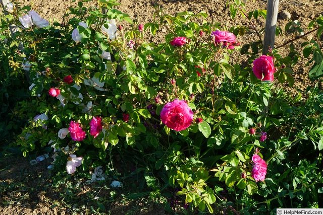 'Summer Blush' rose photo