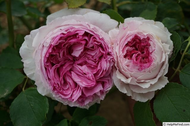 'Vitalrose Madame Pompadour ®' rose photo