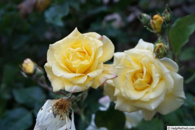 'Morgensonne 88 ®' rose photo