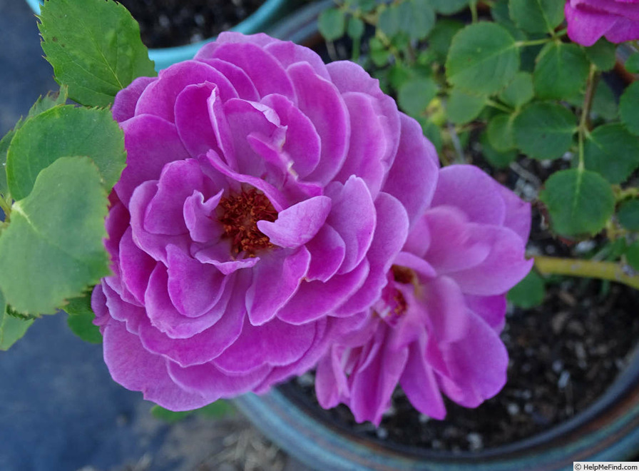 'Magenta (floribunda, Kordes 1954)' rose photo