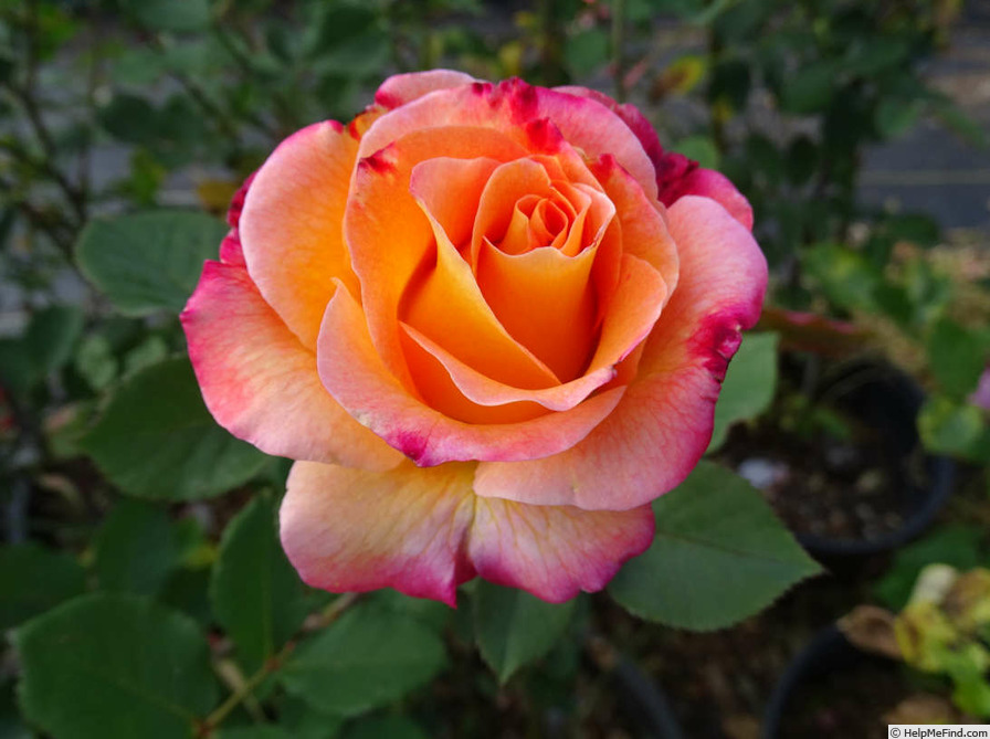 'Mardi Gras ™ (floribunda, Zary 2007)' rose photo