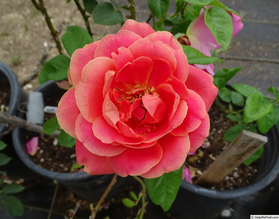 'Maria Peral' rose photo