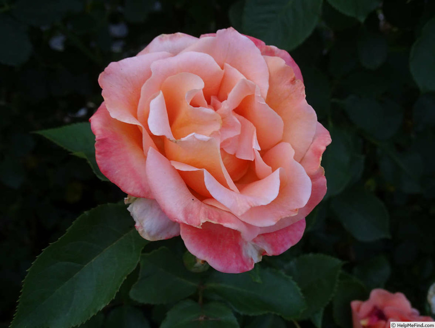 'Morange' rose photo
