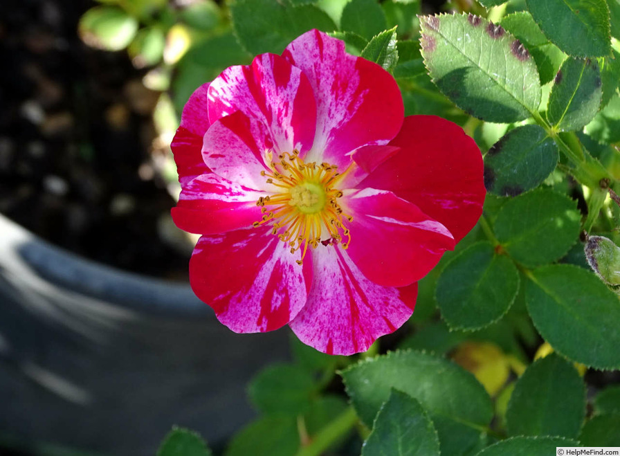 'Nashville ™' rose photo