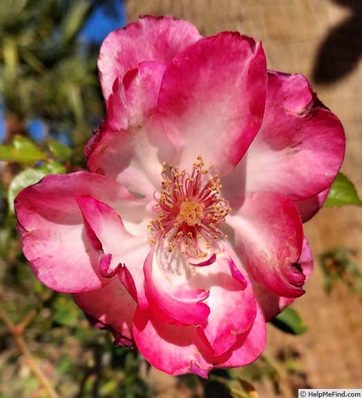 'Bonnie Rosalie' rose photo