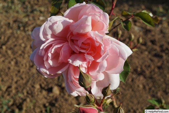'Albertine (hybrid wichurana, Barbier 1921)' rose photo