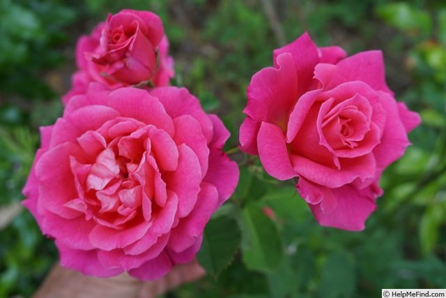 'Dornröschen (shrub, Kordes, 1960)' rose photo