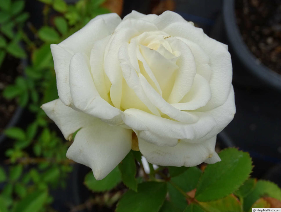 'Opulence (hybrid tea, Zary 1997)' rose photo