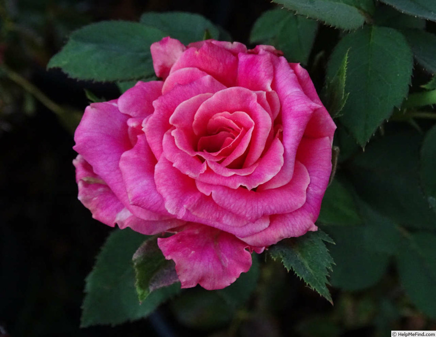 'O'Rilla' rose photo