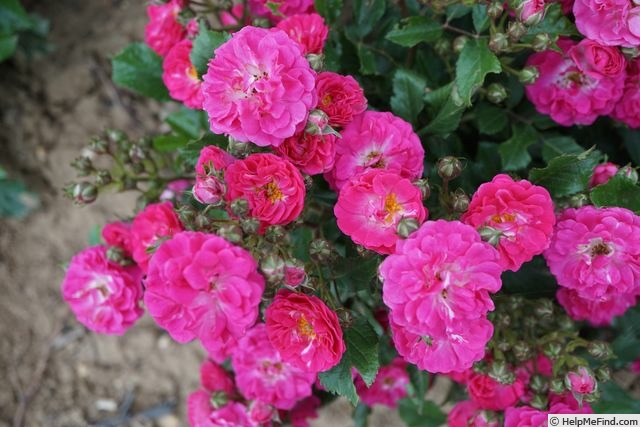 'Balduin (polyantha, De Ruiter, 1955)' rose photo