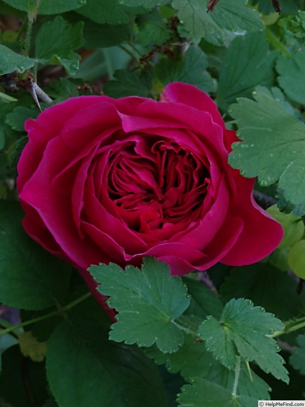 'Heathcliff' rose photo