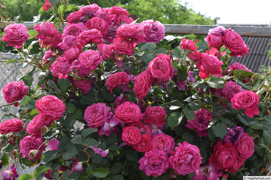 'Salma Es-Said ®' rose photo