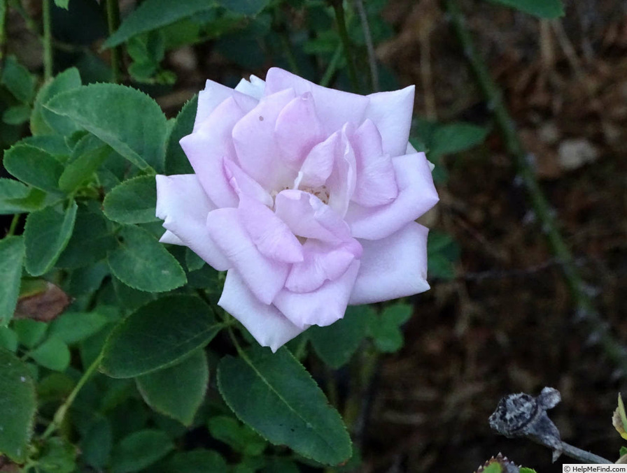 'Sandra Renaissance ™' rose photo