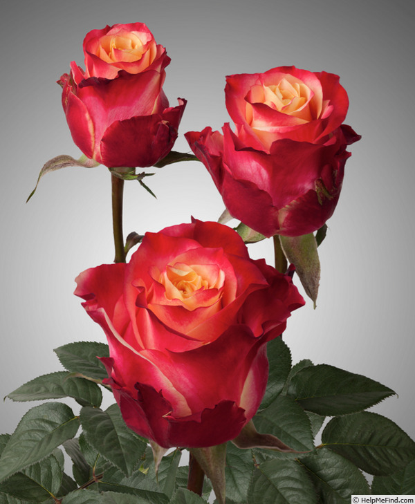 'Burlesque (hybrid tea, Nirp before 2018)' rose photo