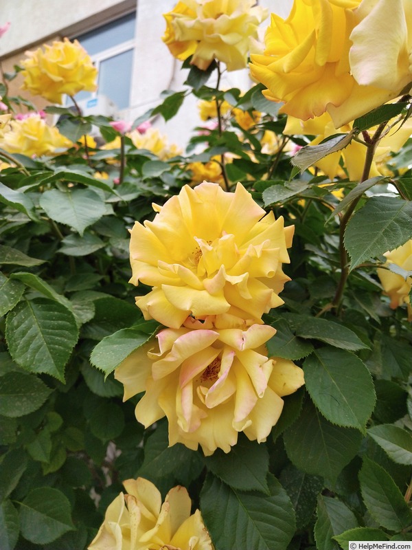 'Goldmarie 82' rose photo