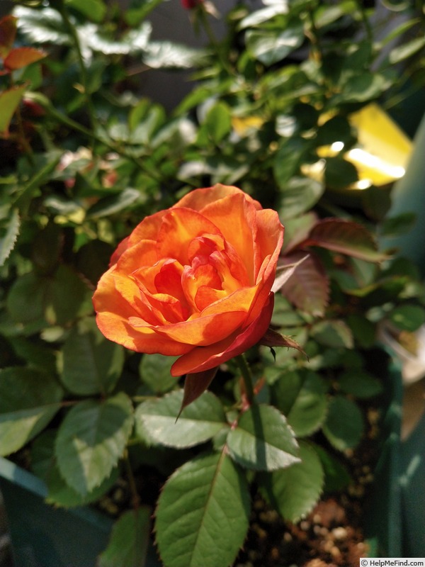 'Val de Sole' rose photo