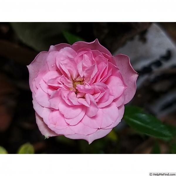 'Sweet Knirps ®' rose photo