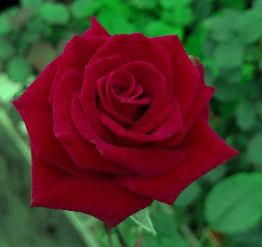 'Fr. Gervase' rose photo
