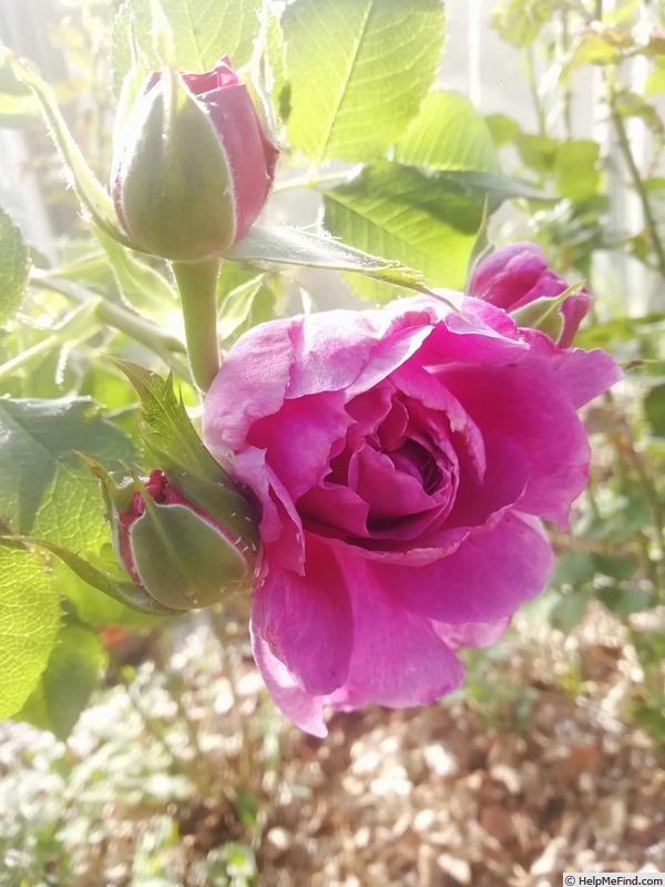 'Mughi' rose photo