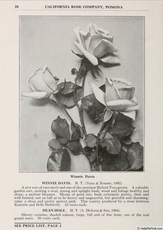 'Winnie Davis (hybrid tea, Nanz & Neuner, 1902)' rose photo