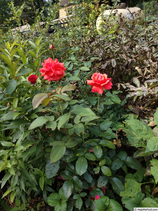 'Fragrant Cloud (hybrid tea, Tantau 1963)' rose photo