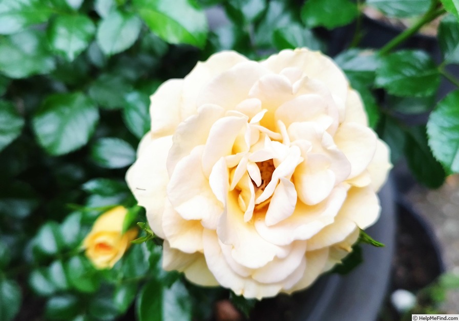'Elida ® (mini-flora, cl., Evers/Tantau, 2012/17)' rose photo