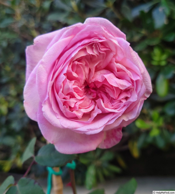 'Marie Ducher' rose photo