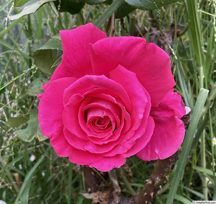 'Olde Fragrance' rose photo