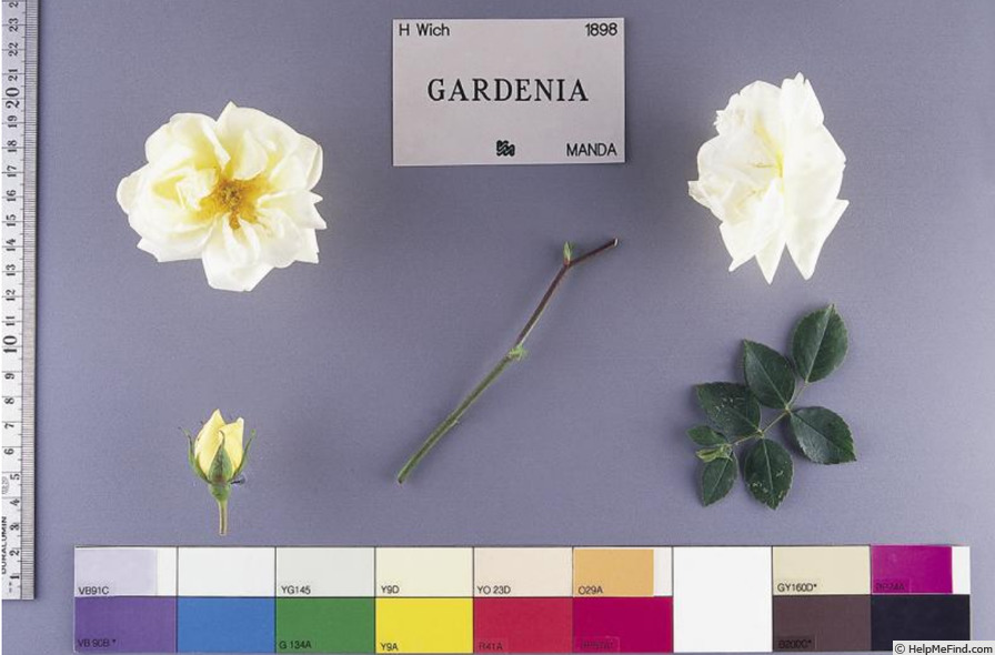 'Gardenia (rambler, Horvath/Manda, 1898)' rose photo