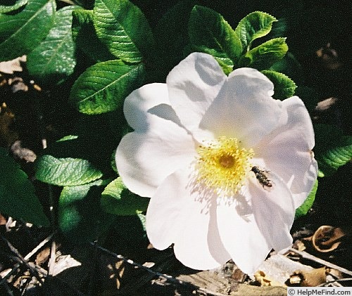 'Pink Surprise (shrub, Lens 1987)' rose photo