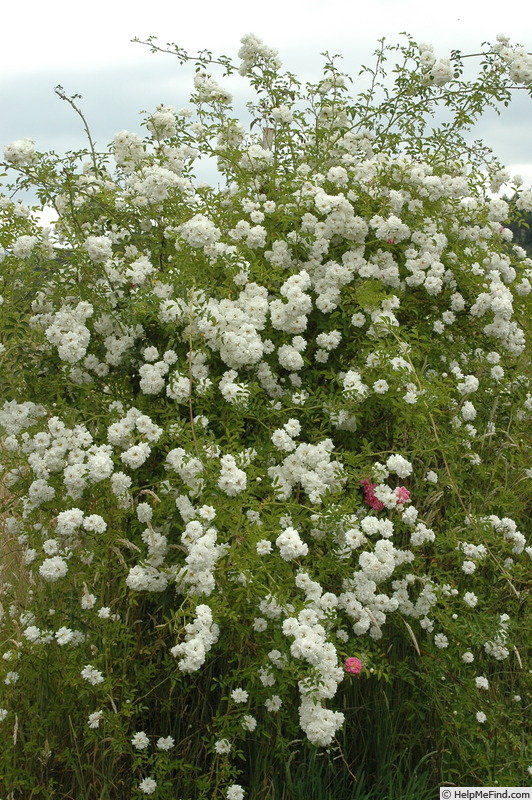 'White Dorothy Perkins' rose photo