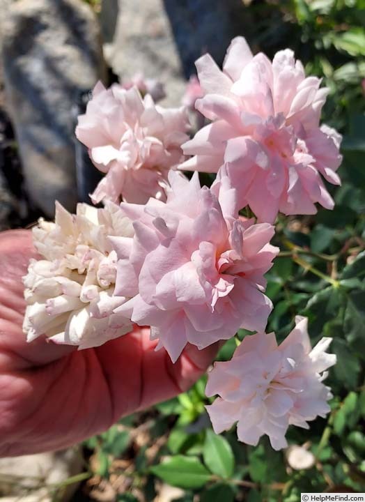 'Baby Cécile Brunner' rose photo