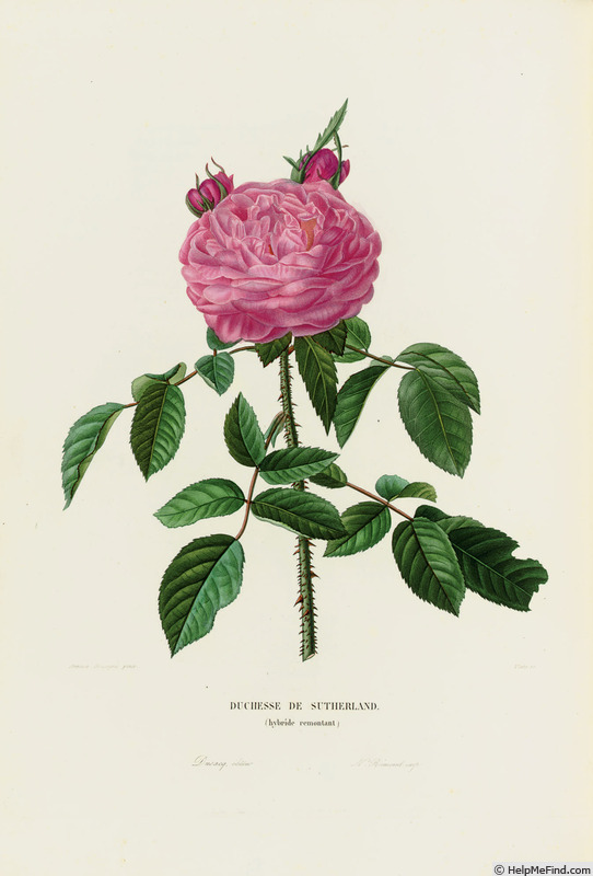 'Duchesse de Sutherland (hybrid perpetual, Laffay 1839)' rose photo