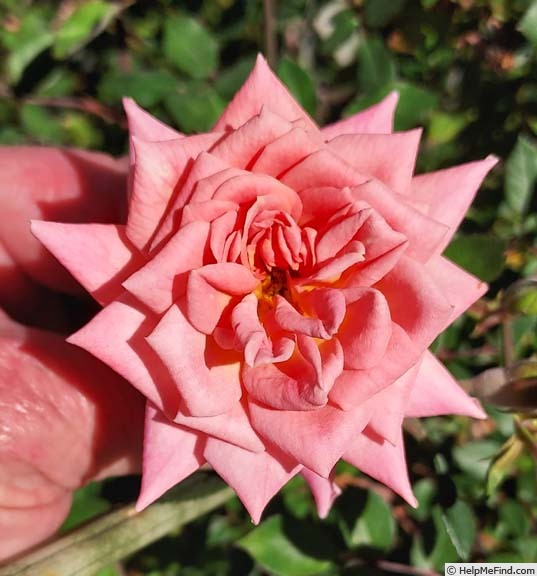 'Nancy Hall' rose photo