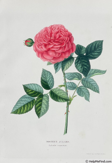 'Docteur Jouillard' rose photo