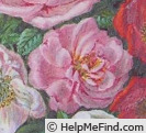 'Semperflorens Carnea' rose photo