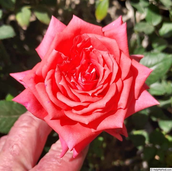 'Orange Classic' rose photo
