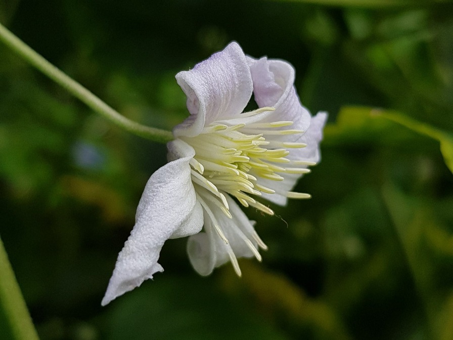 'Mrs. Robert Brydon' clematis photo