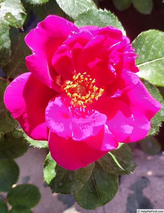 'CHXGLPE' rose photo