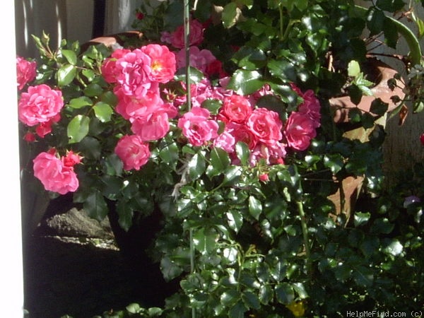 'Heidekind ® (shrub, Kordes, 1985)' rose photo