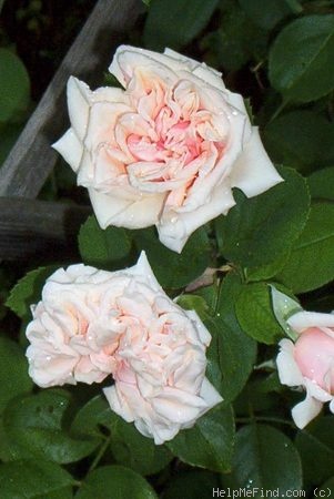 'Gloire de Dijon (Tea Noisette, Jacotot 1850)' rose photo