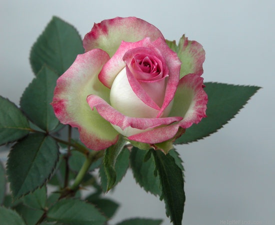 'Lady E'owyn' rose photo