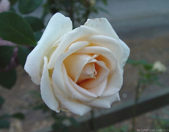 'Osiana ™' rose photo