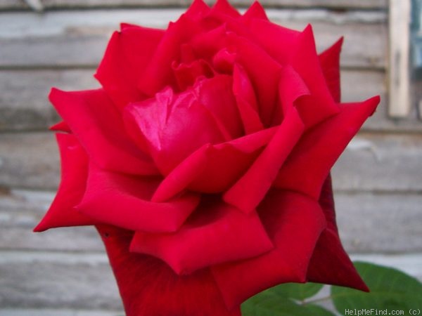 'Mister Lincoln' rose photo