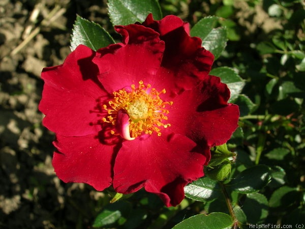 'Bassino ®' rose photo