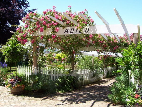 'American Pillar' rose photo