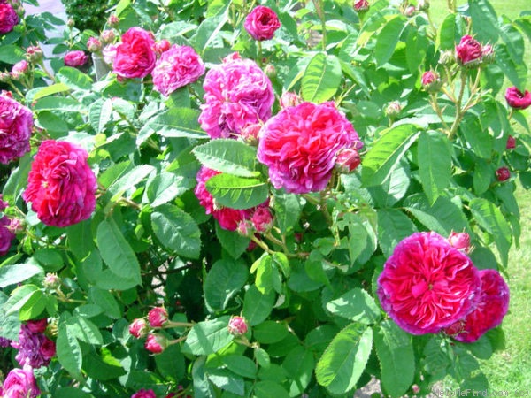 'Adèle (gallica, Descemet pre-1814)' rose photo